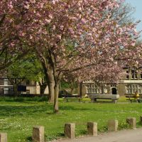 Cherry blossom in St. Marys churchyard , Ecclesfield, Sheffield S35, Чапелтаун