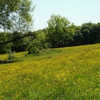 Buttercup meadow near Greno Woods, Sheffield S35, Чапелтаун