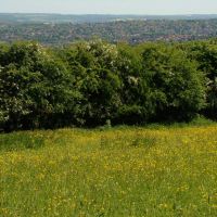 Buttercup meadow near Greno Woods with Shiregreen in the distance, Sheffield S35/S5, Чапелтаун