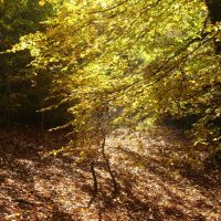 Autumn woodland, Chapeltown Park 2, Sheffield S35, Чапелтаун
