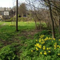 Edge of woodland daffodils looking towards The Black Bull, Ecclesfield, Sheffield S35, Чапелтаун