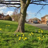 Daffodils surrounding a tree on Cumberland Crescent, Chapeltown, Sheffield S35, Чапелтаун