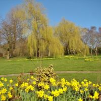 Daffodils and trees, Chapeltown Park, Sheffield S35, Чапелтаун