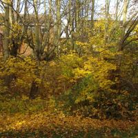 Late autumn trees screening houses at Charlton Brook, High Green, Sheffield S35, Чапелтаун