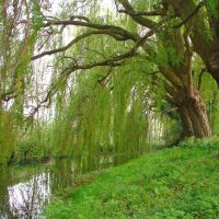 Willows on River Chelmer, Chelmsford, Челмсфорд