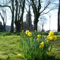 Daffodils at St. Gregorys Church, Чорли