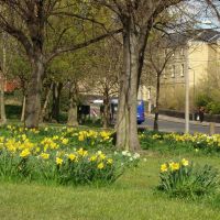 Daffodils on the Ponderosa looking towards Upperthorpe Road, Upperthorpe, Sheffield S3/S6, Шеффилд