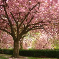Pink flowering Cherry Blossom trees in Abbeyfield Park, Pitsmoor, Sheffield S4, Шеффилд