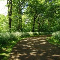 Path in dappled shade, Norfolk Heritage Park, Sheffield S2, Шеффилд