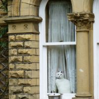 White cat at the window, Шипли