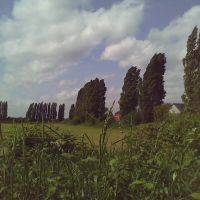 trees linning field, Эпсом