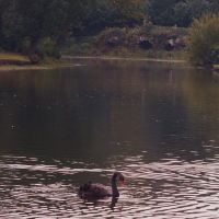 Swan Lake, Claremont Landscape Gardens,Esher Surrey, Эшер