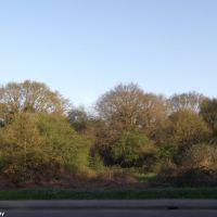 Littleworth Common by the A307, Эшер