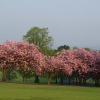 Cherry Blossom, Баллимена