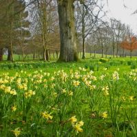 Daffodils, Колерайн