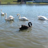 Swans on the Boating Lake, Барри