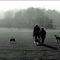 Walking the dogs in the fog, Кардифф