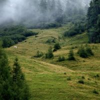 Alpine meadow, Инсбрук