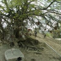A sacrificial tree, Taghavart, Martuni region, Nagorno-Karabakh Republic, Геокчай