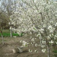 16.04.2011 Bərdə, Мир-Башир