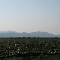 плантация киви, Астара