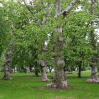 Különleges fák a parkban., Кечкемет
