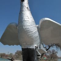 Giant pigeon, Худжанд