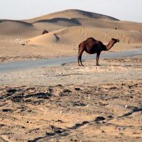 Camel Enjoys a Scorching Hot Day (Karakum Desert, Turkmenistan), Гасан-Кули