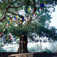 Ananda Bodhi Tree, Jedavan 祇園精舍阿難菩提樹, Кара-Кала