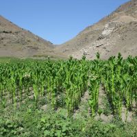 Chilesay, tobacco plantation, Алтынкуль