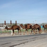 Camels on the road, Кунград