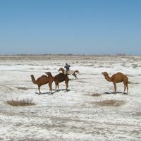 Camellos alrededores Moynaq, Uzbekistán, Чимбай