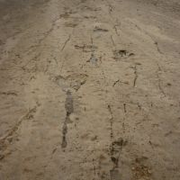 Dinasour plateau (footprints), Гузар