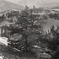 Archa (Juniperus semiglobosa), Гузар
