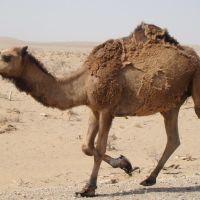 Camel, Касан