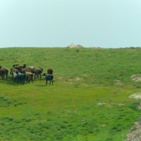 Au bord de la route A 378 de Chakhbrisak à Samarcande, berger et son troupeau de moutons, Ингичка