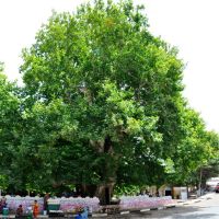 Chinor, Platanus. The tree is about 950 years, is 26 m high, the trunk diameter is 21 m. Sairob, Uzbekistan., Шерабад