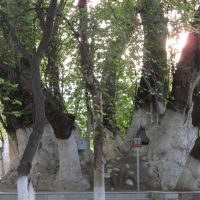 Vodil - the oldest and biggest tree in Uzbekistan, Вуадиль