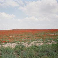 Kyzyl-Kiya, road to Abshir, spring, poppy, Язъяван