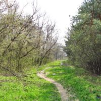 В лесничестве весной, Дзержинск
