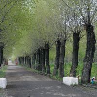 Яллея парка, Докучаевск
