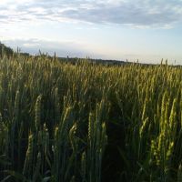 Ilovaysk (Wheat Field), Иловайск