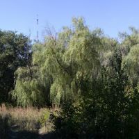 trees, Карло-Либкнехтовск