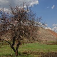 Дерево под терриконом шахты 29, Карло-Либкнехтовск
