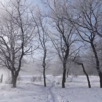 Туман в дубовой роще, Карло-Марксово