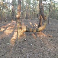 удобное дерево, Кировск