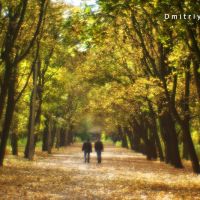 Autumn. The walk Pushkin. Kramatorsk. Осень. Аллея в парке Пушкина. Краматорск, Краматорск