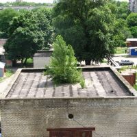 Дерево на крыше, Красноармейск