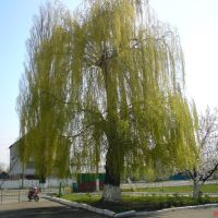 Дерево біля районної поліклініки, Андрушевка