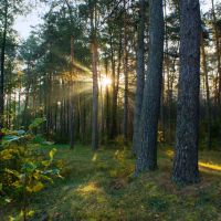 Утренний лес / Morning Forest, Барановка